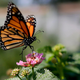 Imagen para el artículo titulado Es oficial: la mariposa monarca está en peligro de extinción